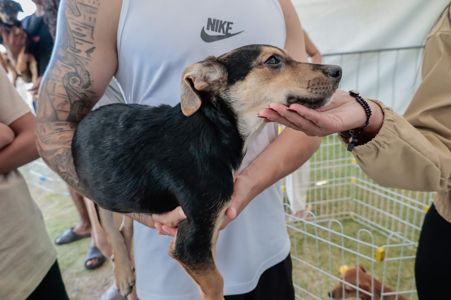 ‘Baby, me Leva!’ promove 14 adoções e chega a 249 animais encaminhados em 2026