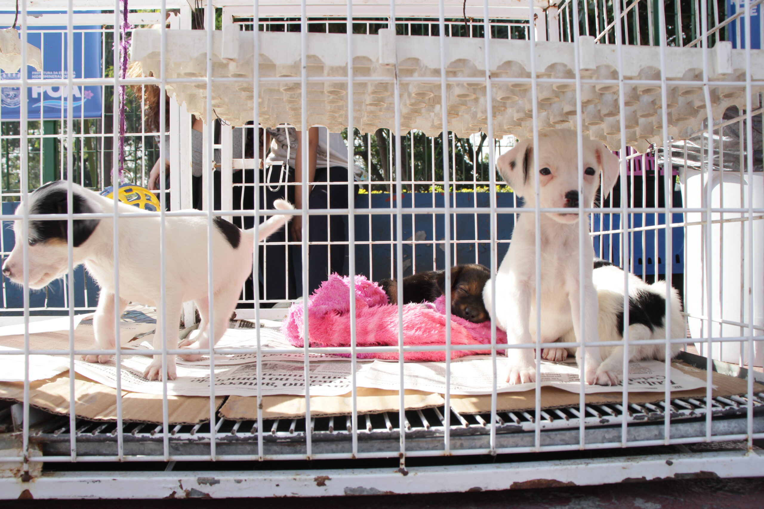 Prefeitura de Poá promove campanha de adoção responsável de cães e gatos durante agosto