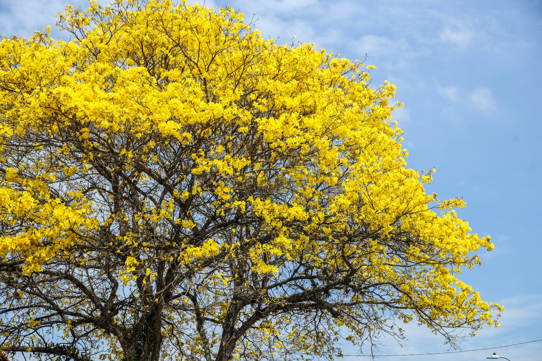 Florada dos ipês colore Guararema e destaca paisagem da Estância Turística