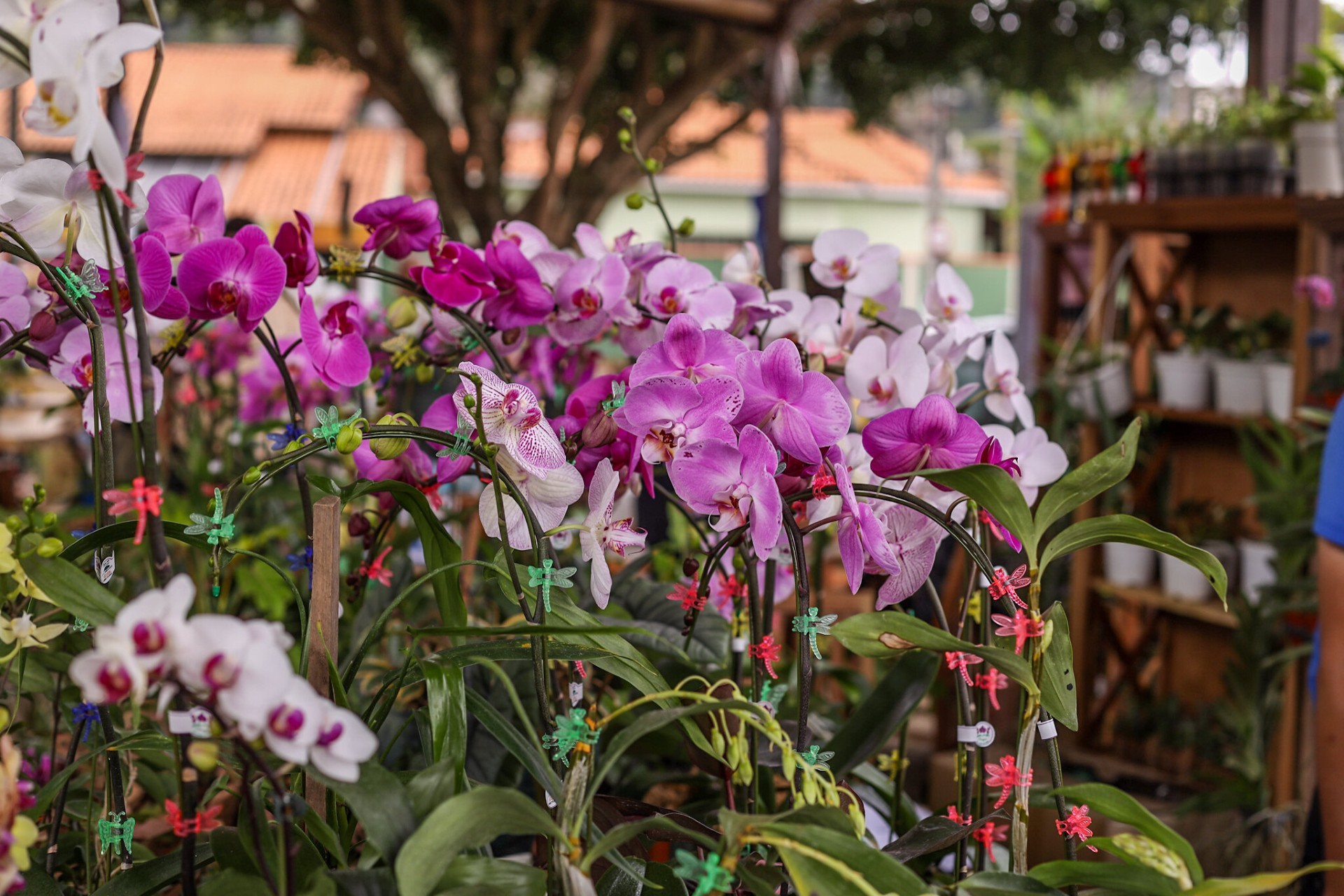 Guararema anuncia nova data para o Festival de Flores e Licores